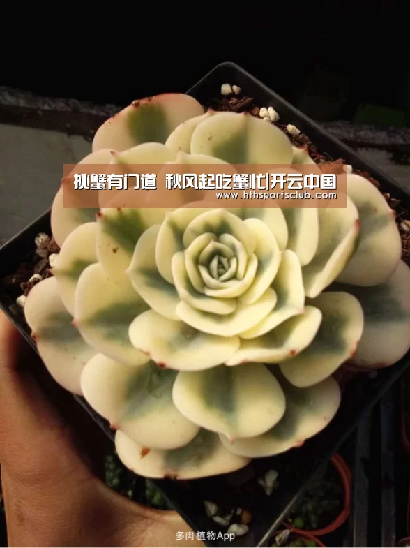 开云中国